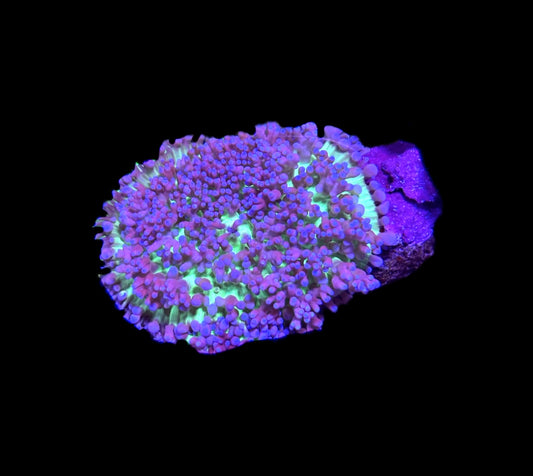 WYSIWYG Purple & Green Hairy Mushroom 2"