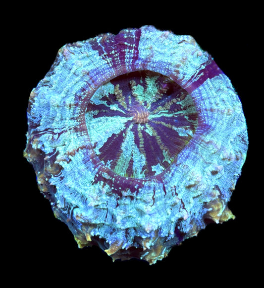 WYSIWYG Green Rim Rainbow Acanthophyllia 7" (WOW!)