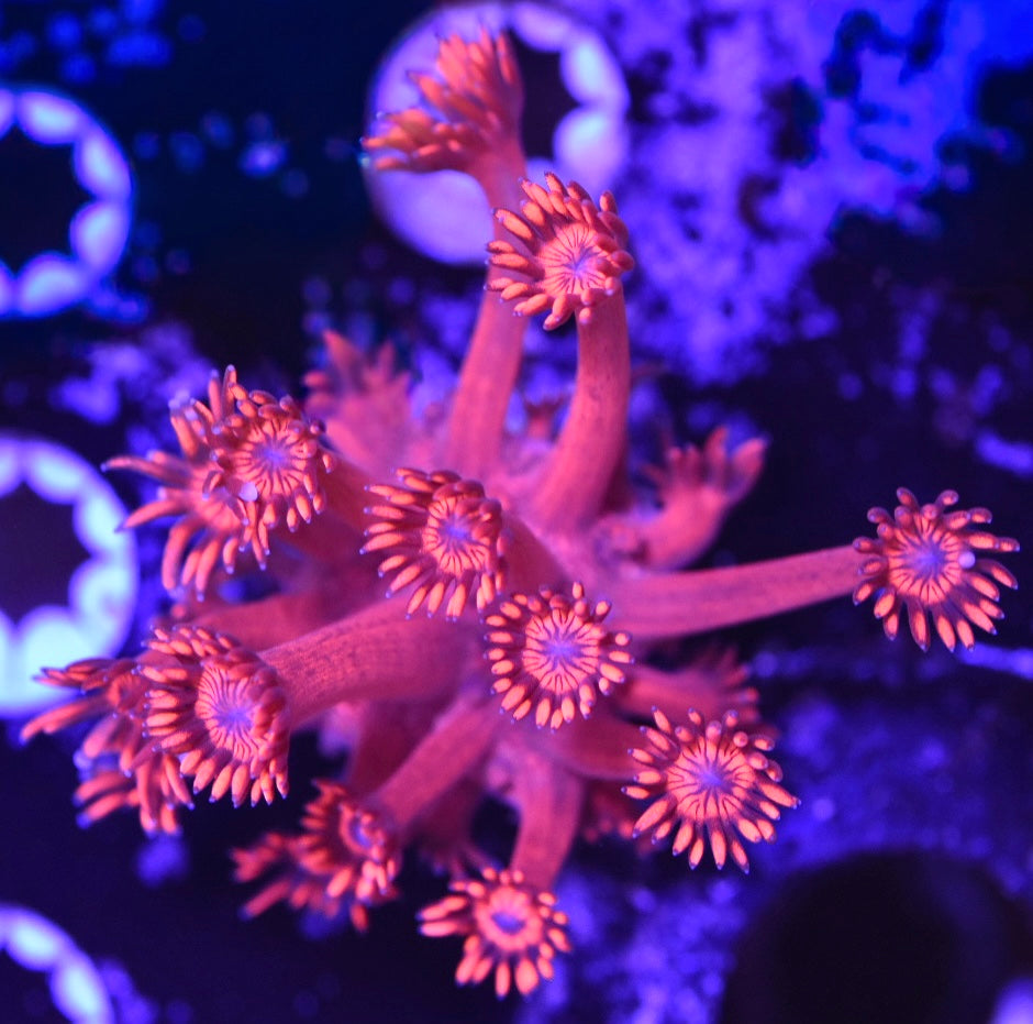 WYSIWYG Firestorm Goniopora 2" (BRIGHT!)