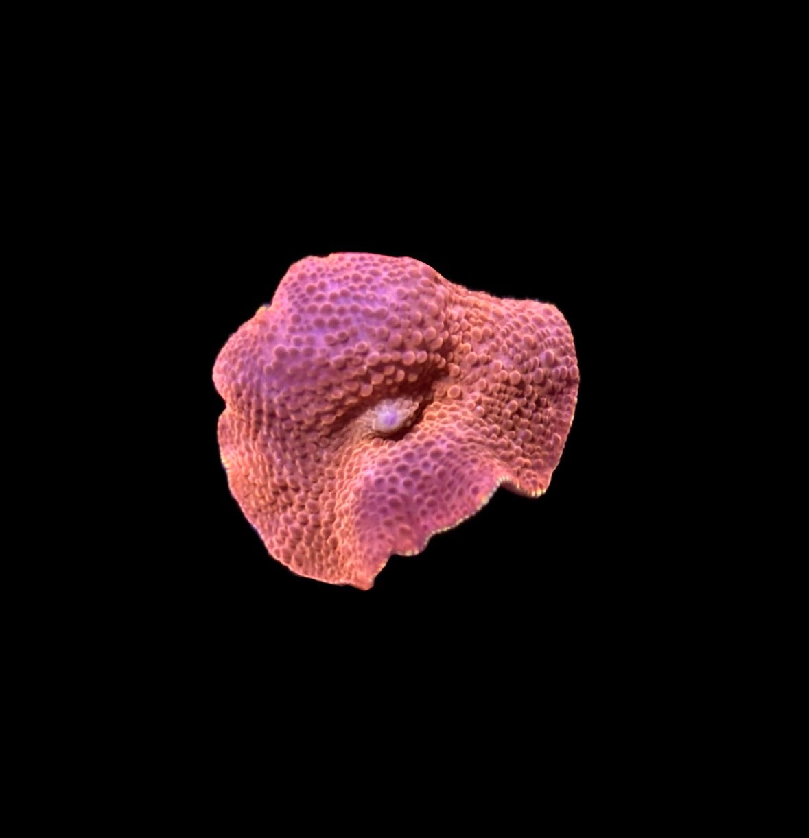 WYSIWYG Ironman Mushroom 1"