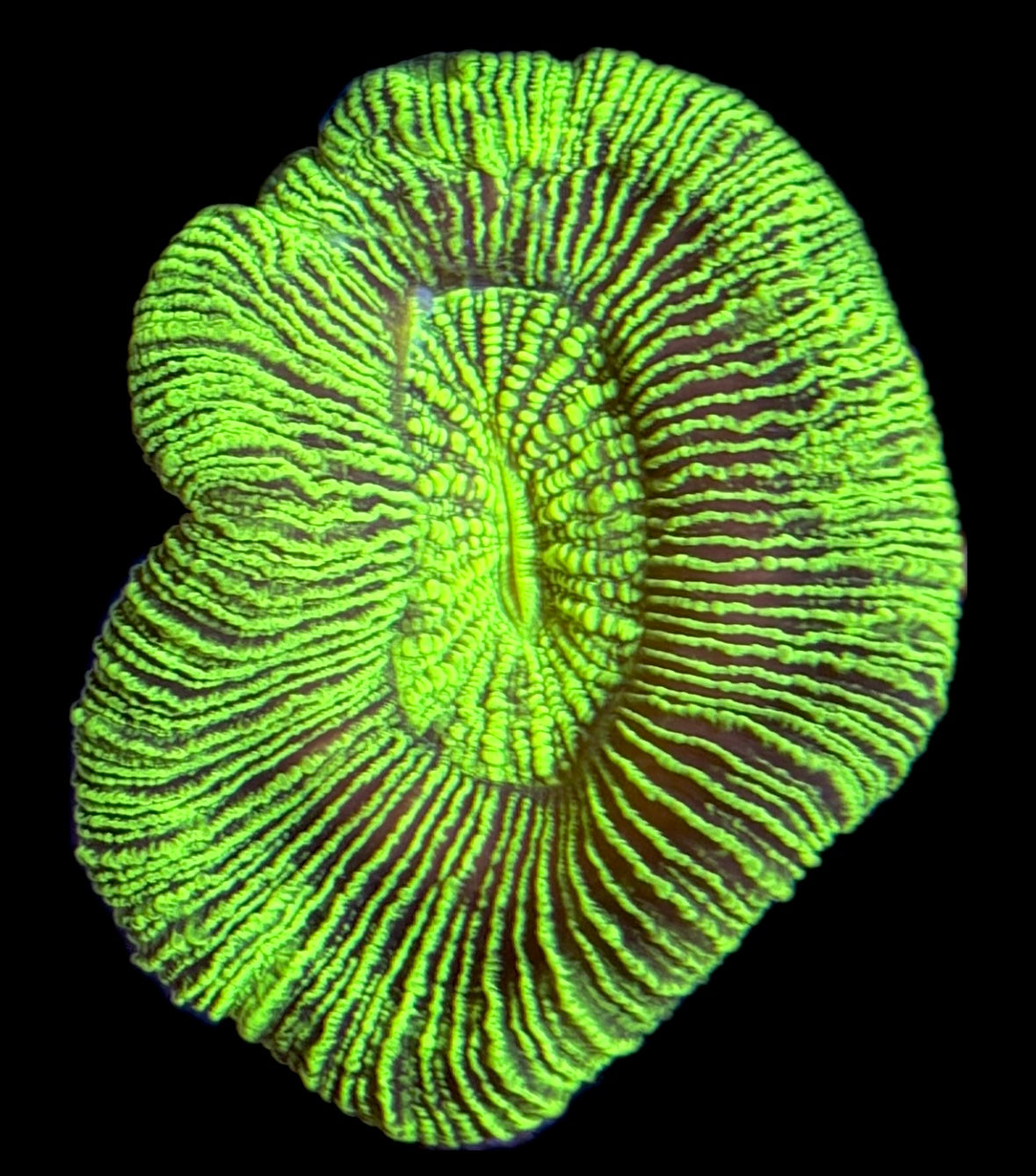 WYSIWYG Neon Green Trachyphyllia (BRIGHT)