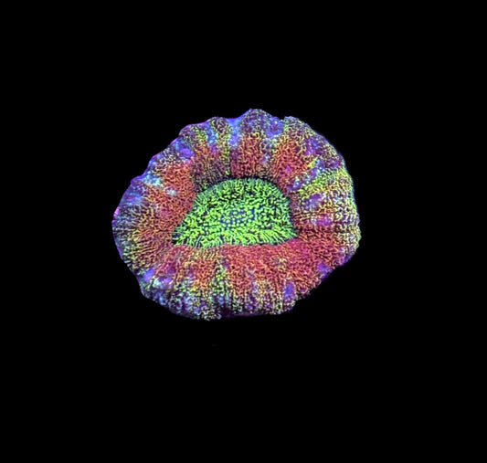 WYSIWYG Ultra Rainbow Lobophyllia 1.5"