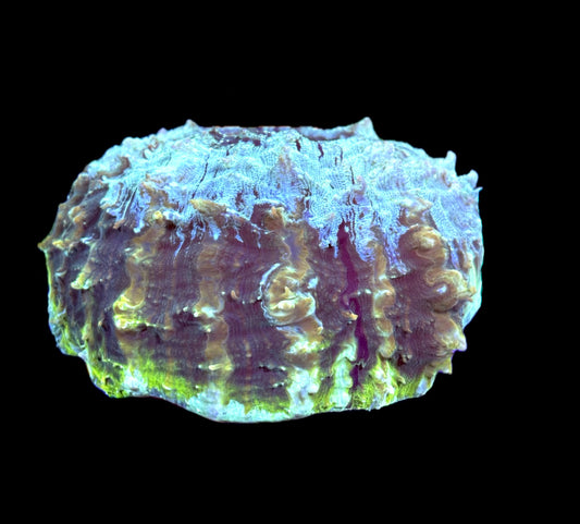 WYSIWYG Green Rim Rainbow Acanthophyllia 7" (WOW!)