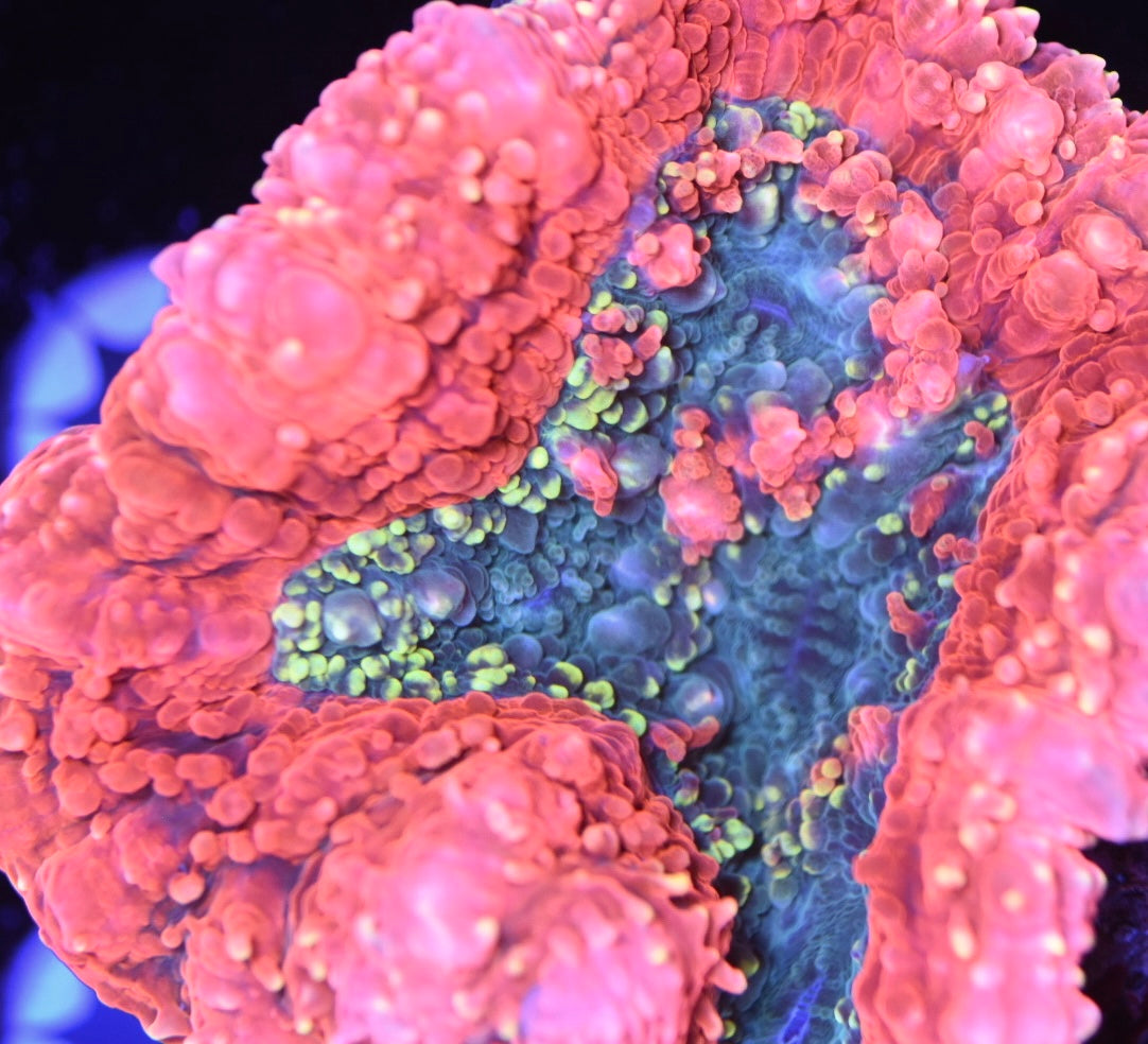 WYSIWYG Incredible Rainbow Lobophyllia 4" (CRAZY!)
