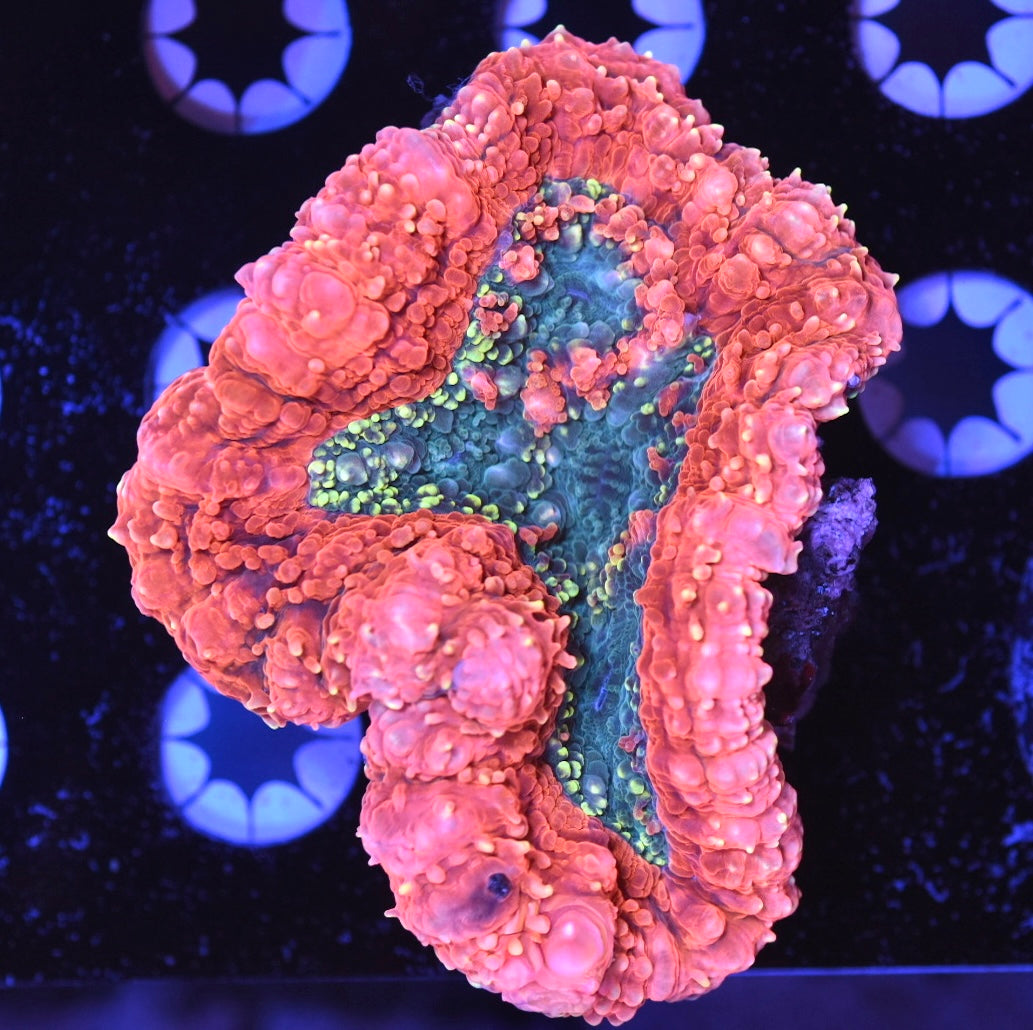 WYSIWYG Incredible Rainbow Lobophyllia 4" (CRAZY!)