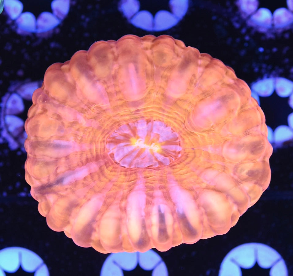 WYSIWYG Orange Rainbow Cynarina 3.5" (INSANE!)