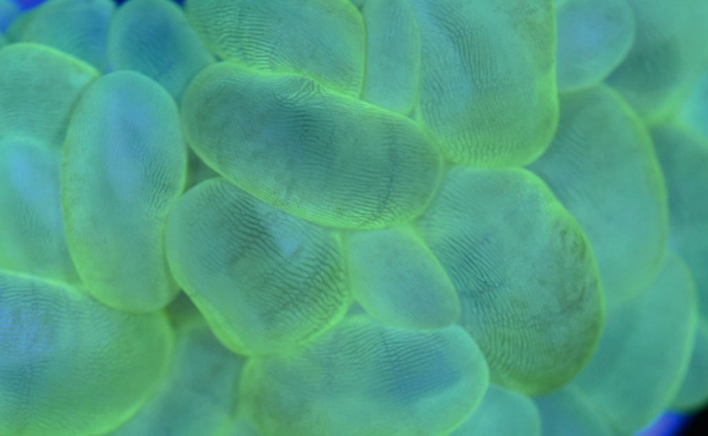WYSIWYG Neon Green Bubble 4.5"