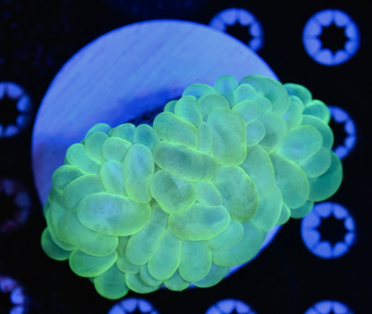 WYSIWYG Neon Green Bubble 4.5"