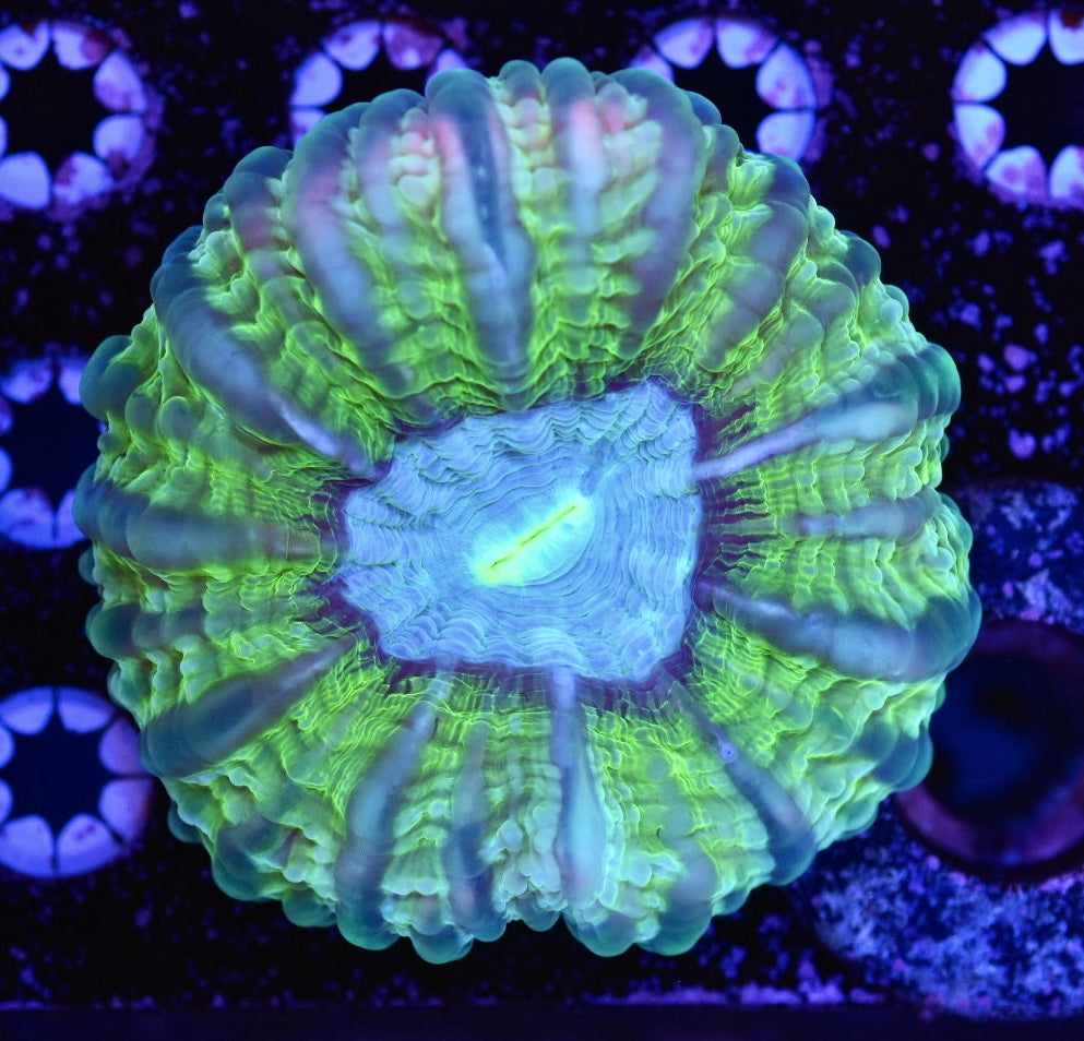 WYSIWYG Ultra Rainbow Cynarina 4" (WOW!)