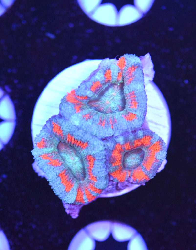 WYSIWYG Superman Acan 2"