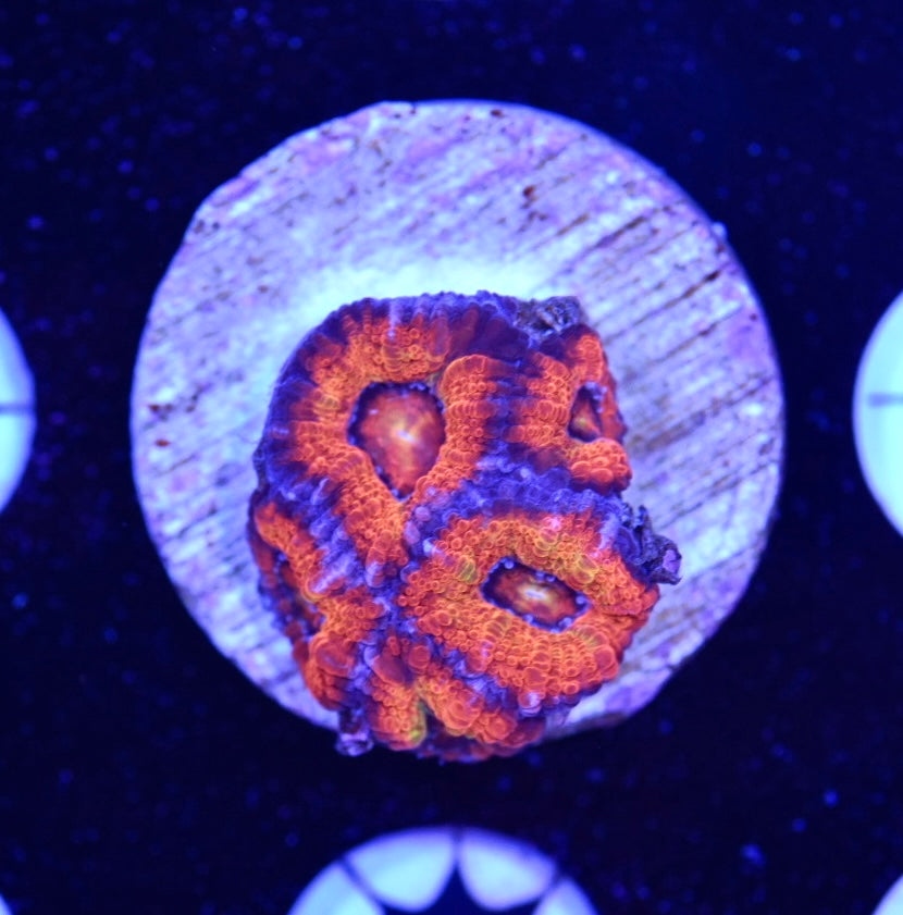 WYSIWYG Rainbow Lord Acan 2"