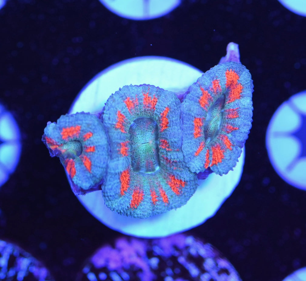 WYSIWYG Superman Acan 2"