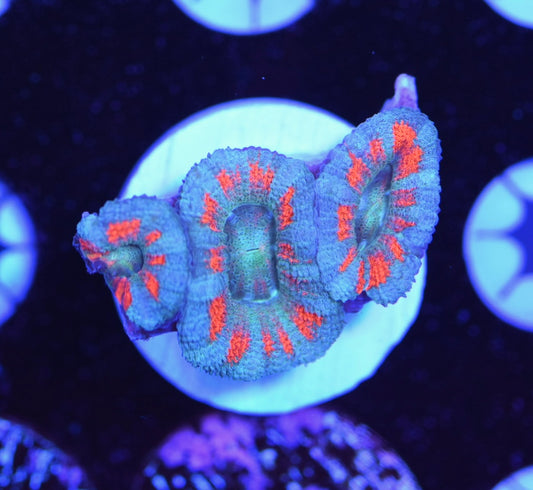 WYSIWYG Superman Acan 2"