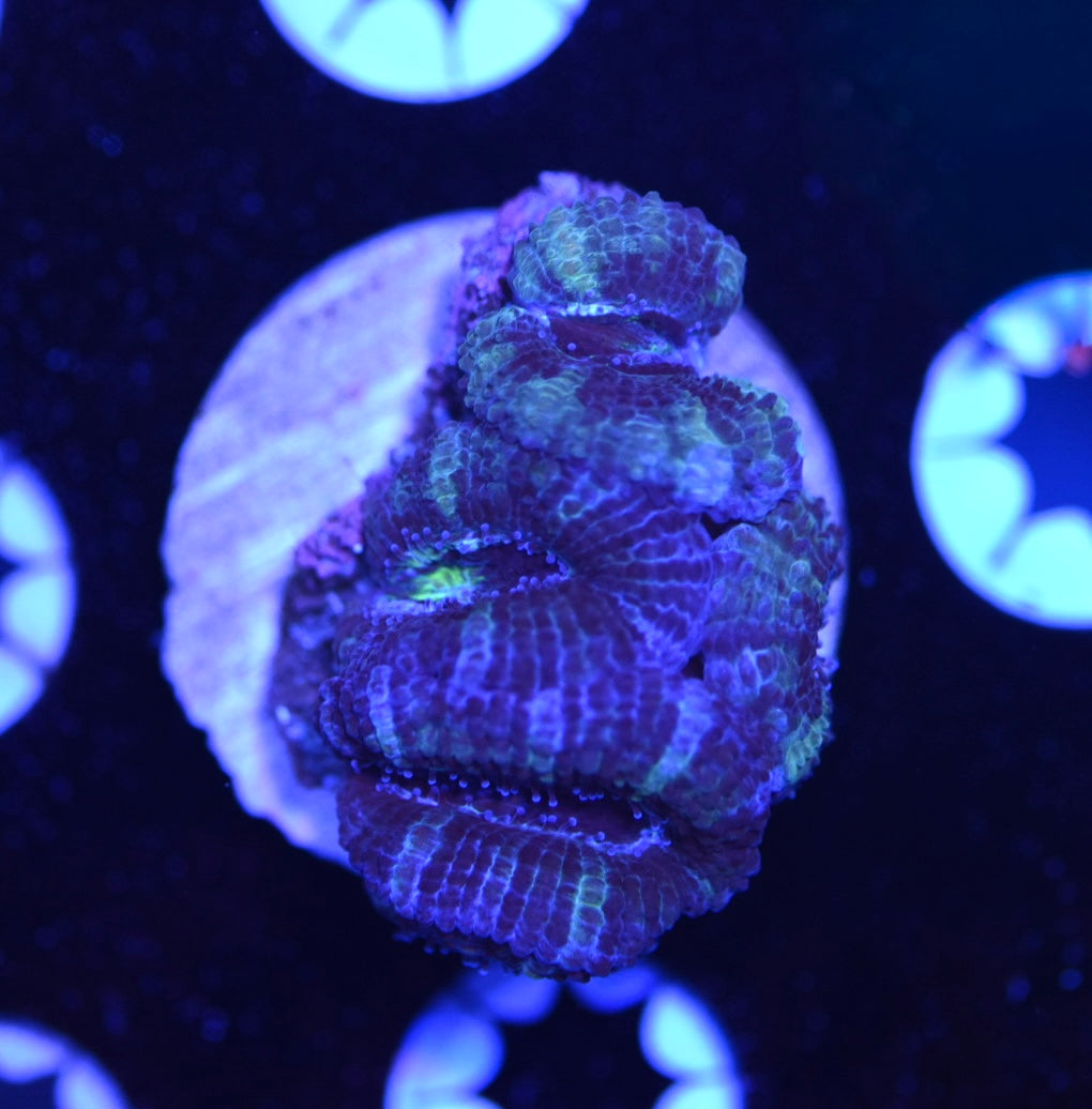 WYSIWYG Hulk Acan 2"