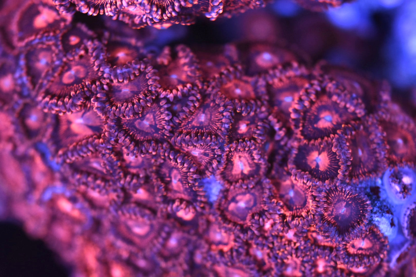 WYSIWYG Halle Berry Zoanthid Colony 4.5"