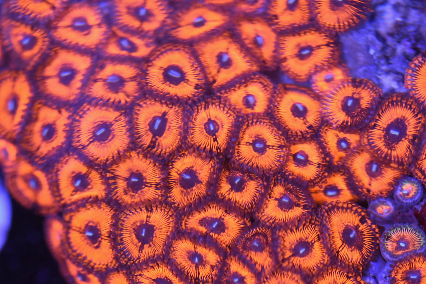 WYSIWYG Nuclear Owl Zoanthid Colony 4.5" (CRAZY!)