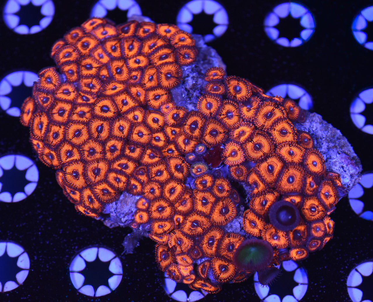 WYSIWYG Nuclear Owl Zoanthid Colony 4.5" (CRAZY!)