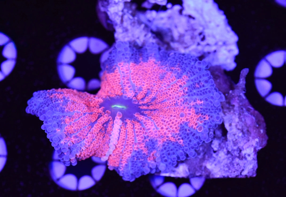 WYSIWYG Rainbow Fuchsia Yuma Mushroom 3" (CRAZY!)