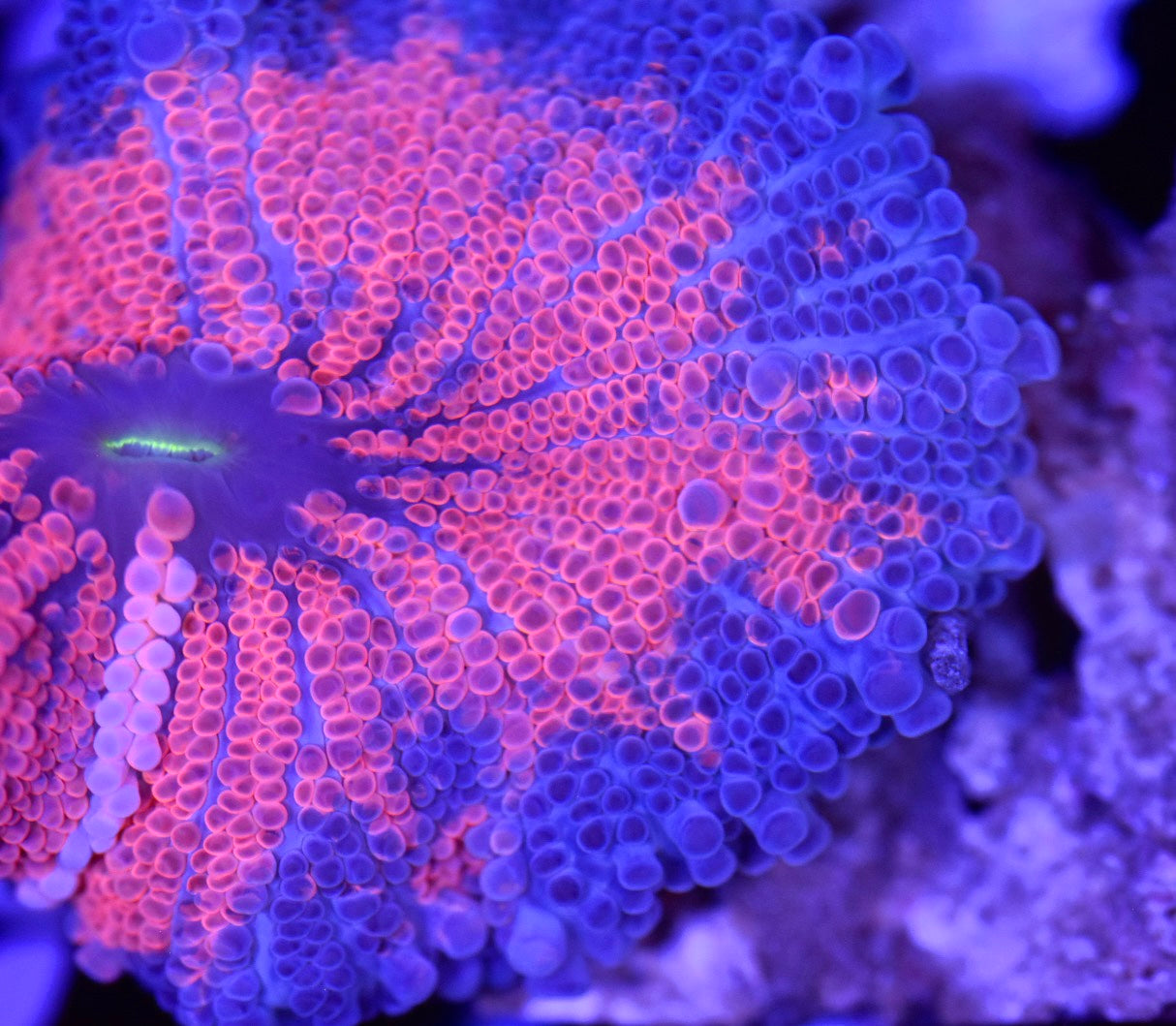 WYSIWYG Rainbow Fuchsia Yuma Mushroom 3" (CRAZY!)