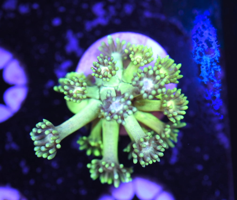 WYSIWYG Hulk Goniopora 1.5"