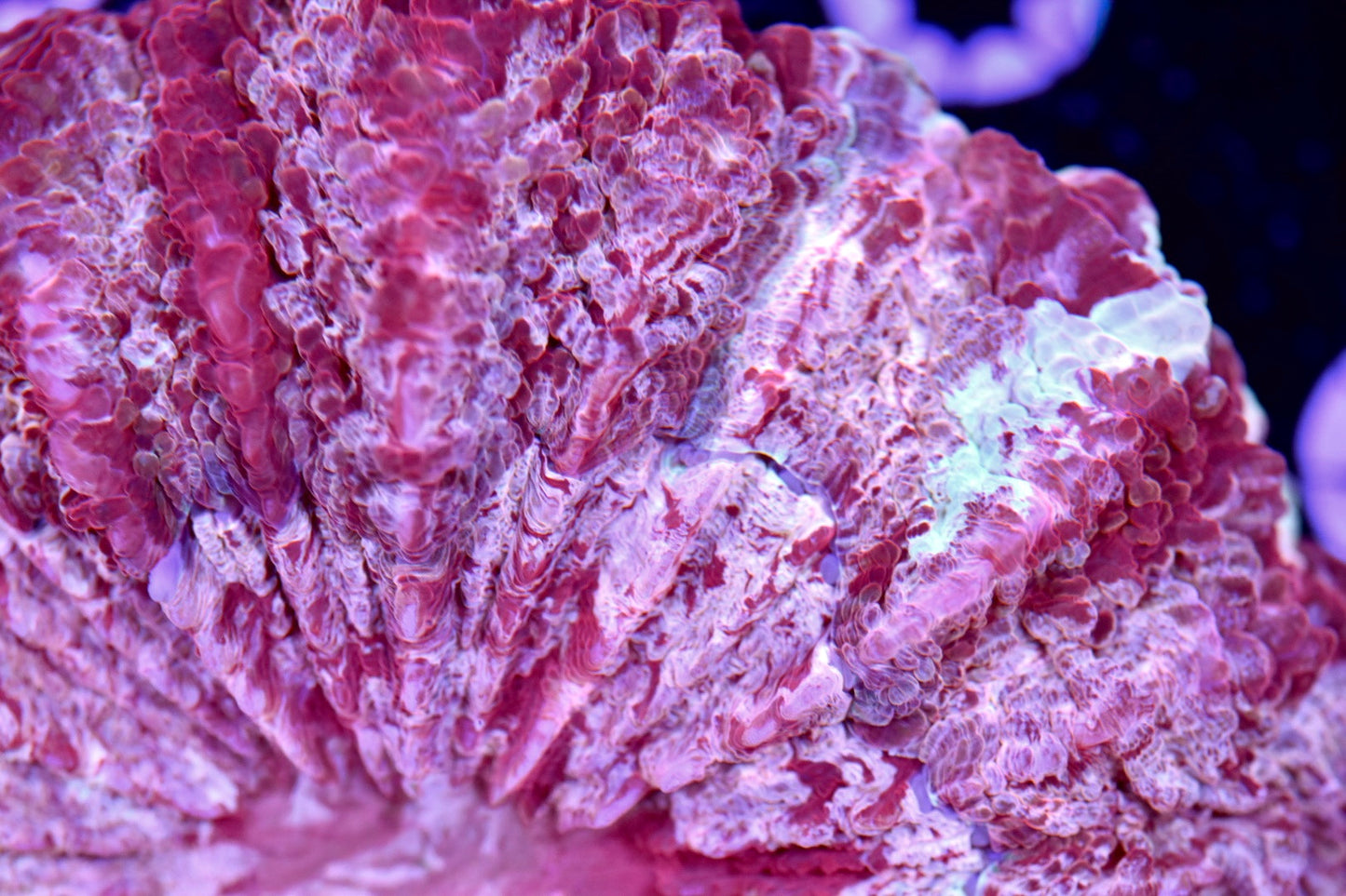 WYSIWYG Rainbow Berry Acanthophyllia 4.5" (UNIQUE!)