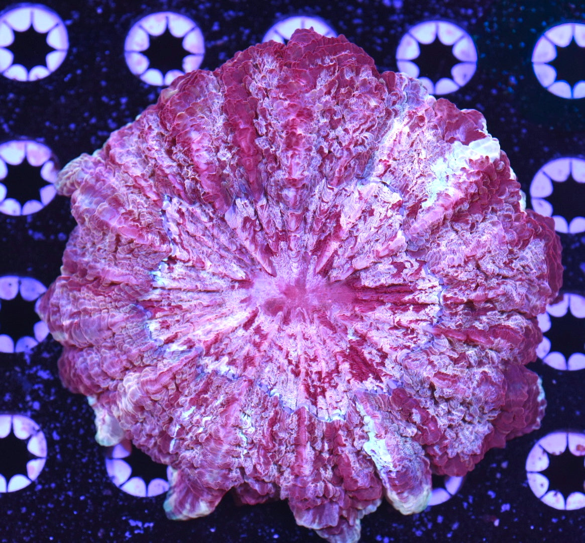 WYSIWYG Rainbow Berry Acanthophyllia 4.5" (UNIQUE!)