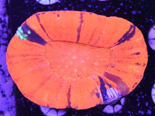 WYSIWYG Ultra Warpaint Scolymia 3.5"