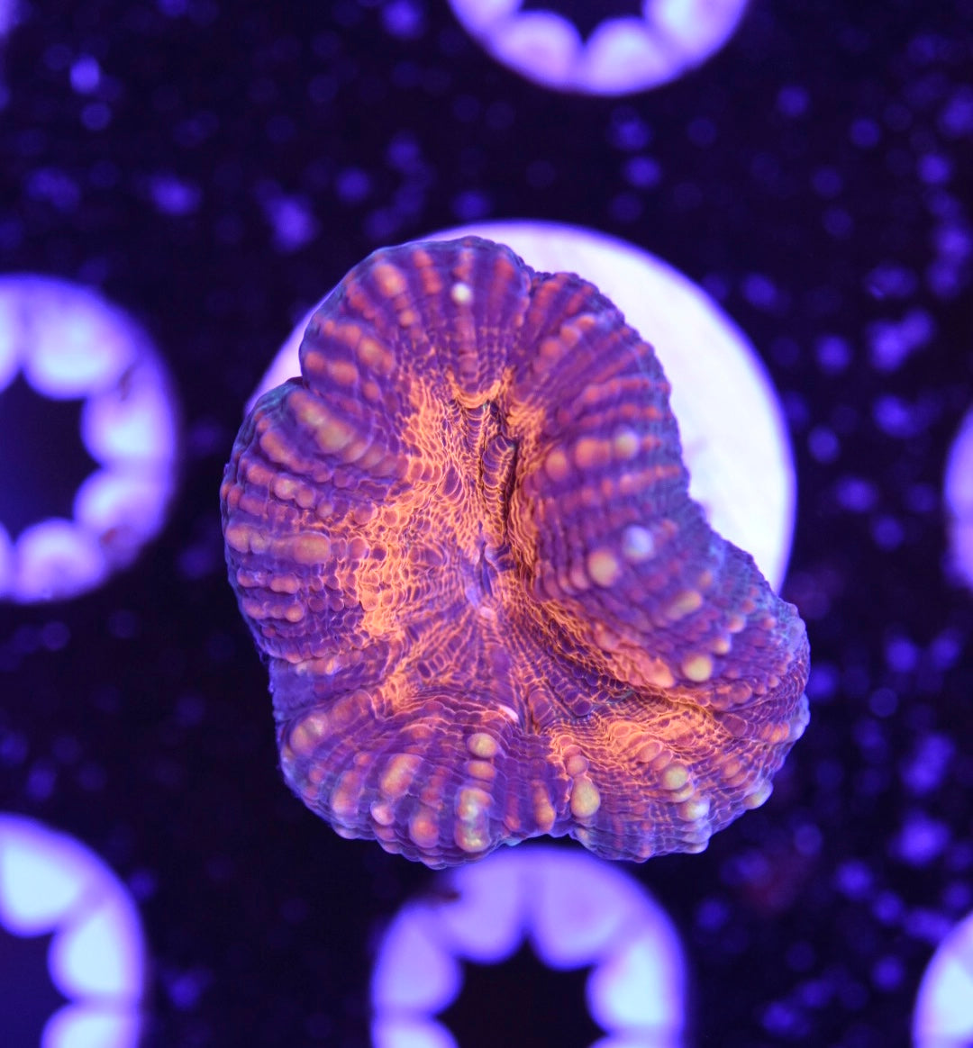 WYSIWYG Rainbow Lobophyllia 2"