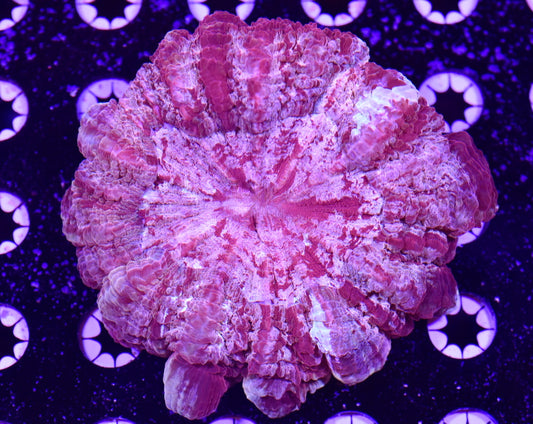 WYSIWYG Rainbow Berry Acanthophyllia 4.5" (UNIQUE!)