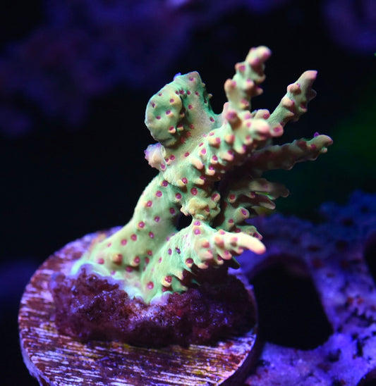 WYSIWYG XL Strawberry Shortcake ACropora 2.5"