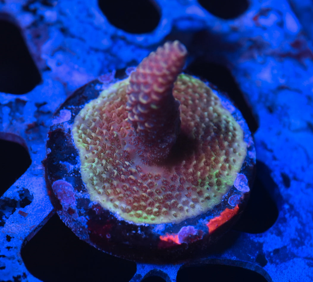 WYSIWYG World Shaper ACropora 2"