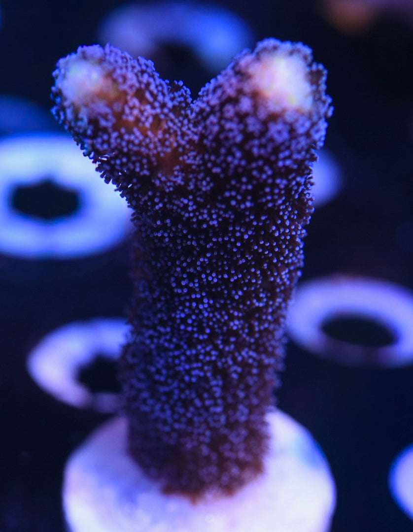 WYSIWYG Purple Stylophora 2"