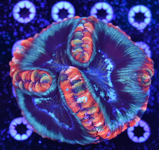WYSIWYG Ultra Rainbow Trachyphyllia/ Wellso 4" (WOW!)