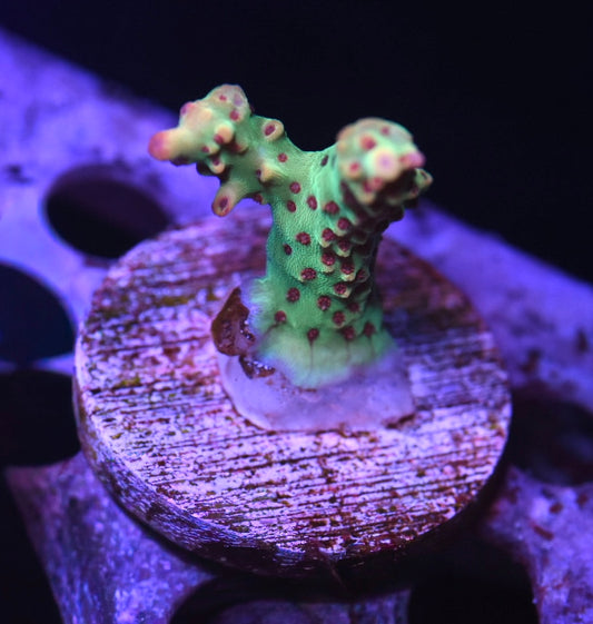 WYSIWYG Strawberry Shortcake ACropora 1.5"