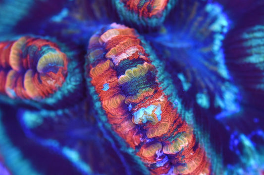 WYSIWYG Ultra Rainbow Trachyphyllia/ Wellso 4" (WOW!)
