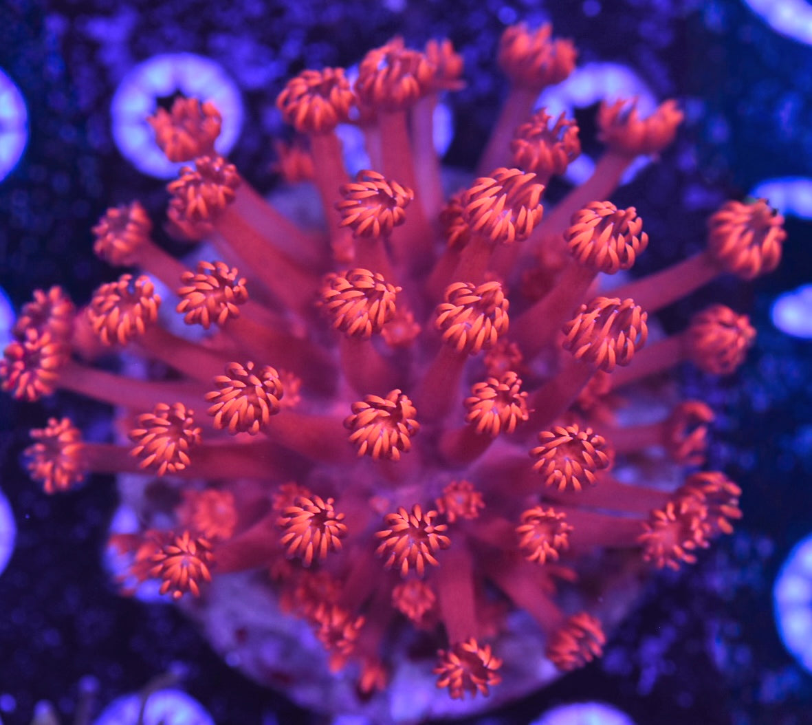 WYSIWYG XXL Fireball Goniopora Colony 4.5" (BRIGHT!)