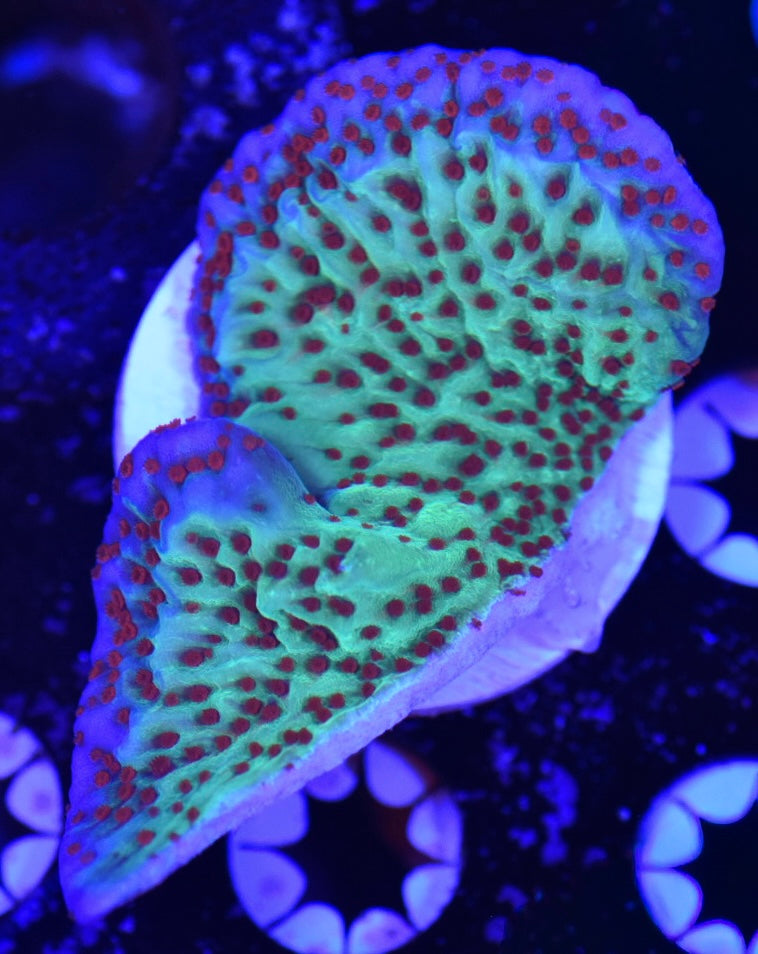 WYSIWYG XL Mind Trick Montipora 3"