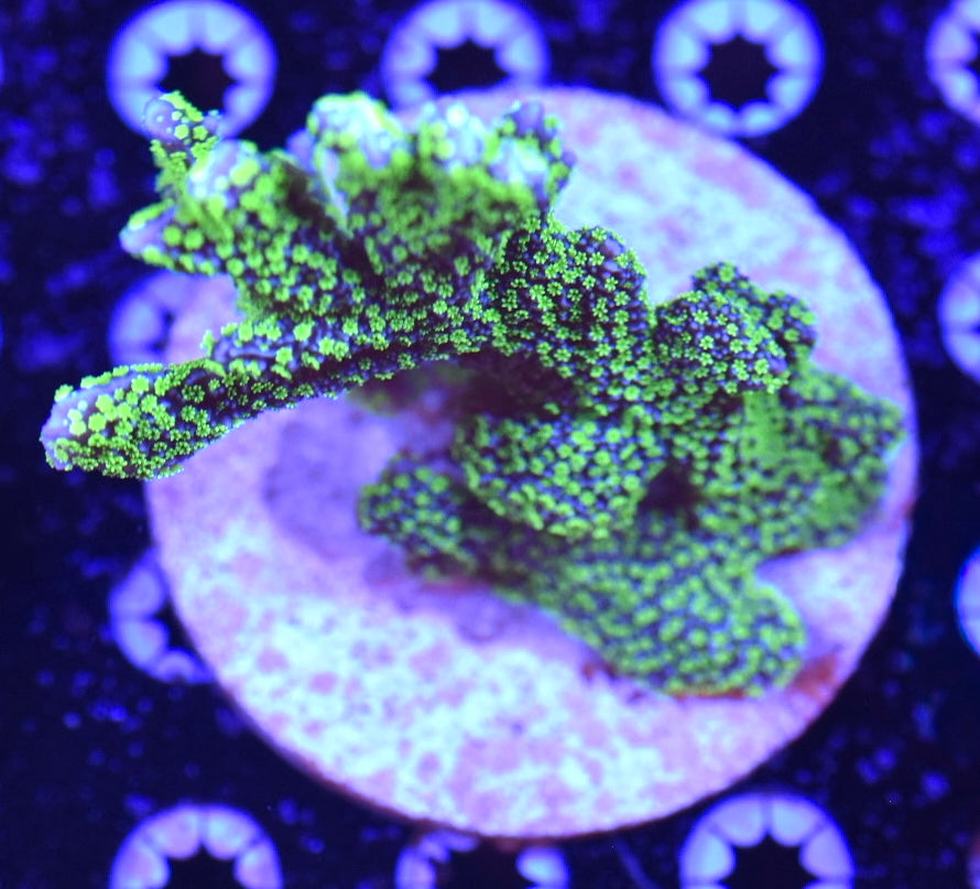 WYSIWYG XXL Tubbs Stellata Montipora Colony 4.5"