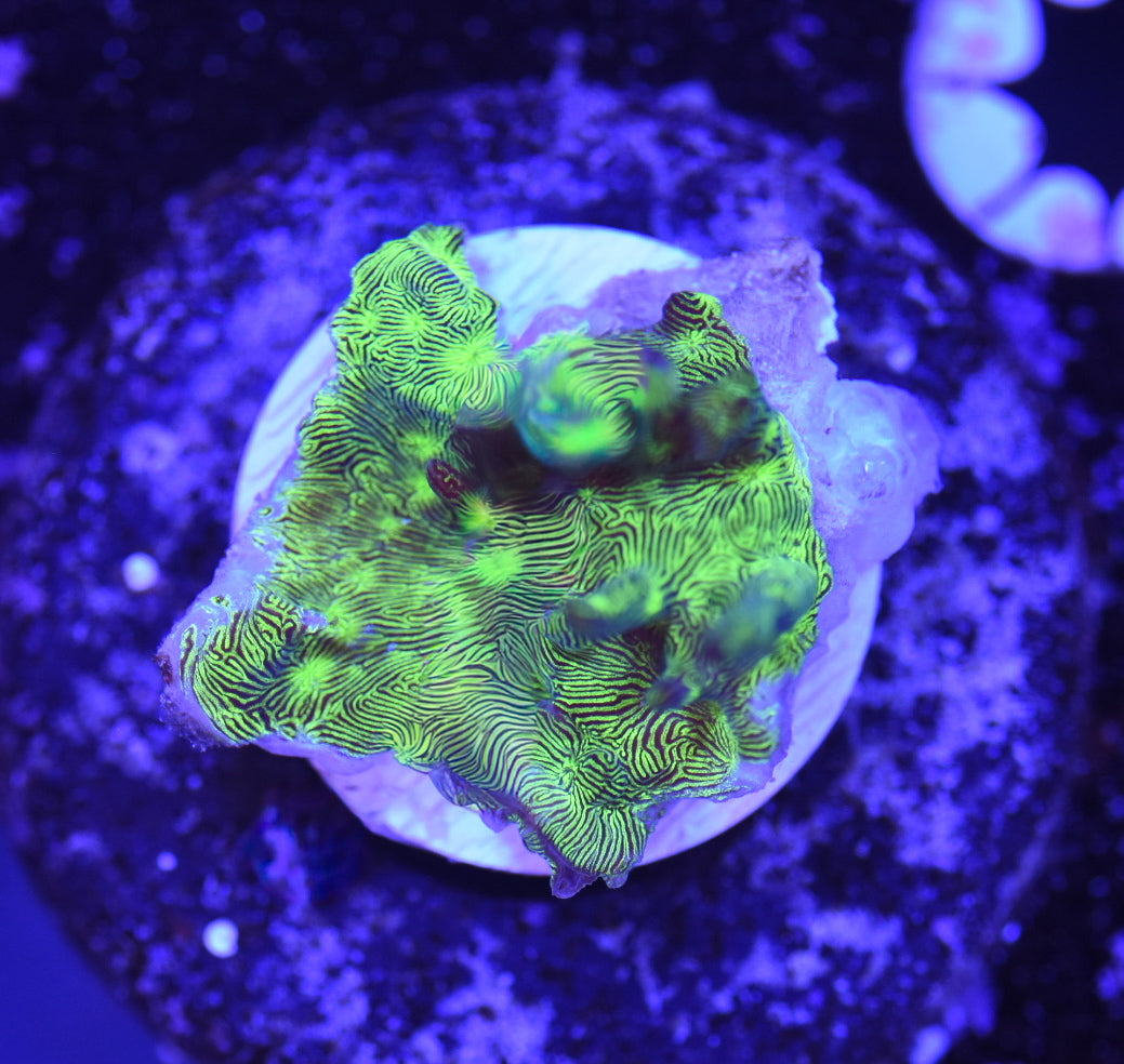 WYSIWYG CR Green Leptoseris 1"