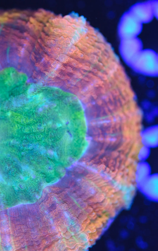 WYSIWYG Incredible Rainbow Lobophyllia 3" (UNIQUE!)
