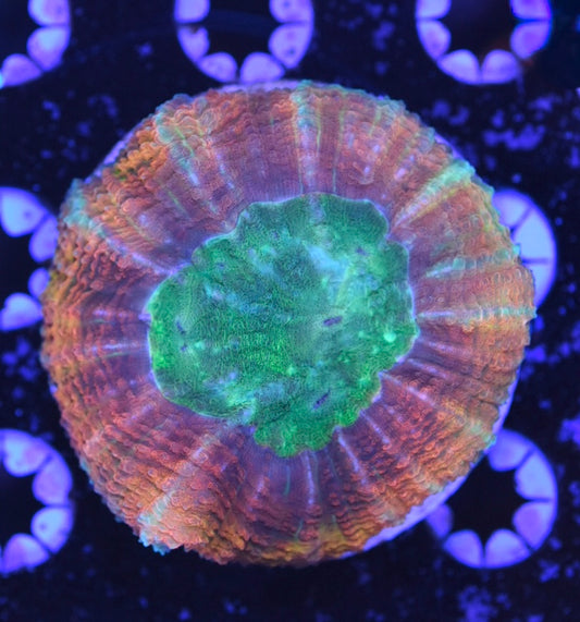 WYSIWYG Incredible Rainbow Lobophyllia 3" (UNIQUE!)