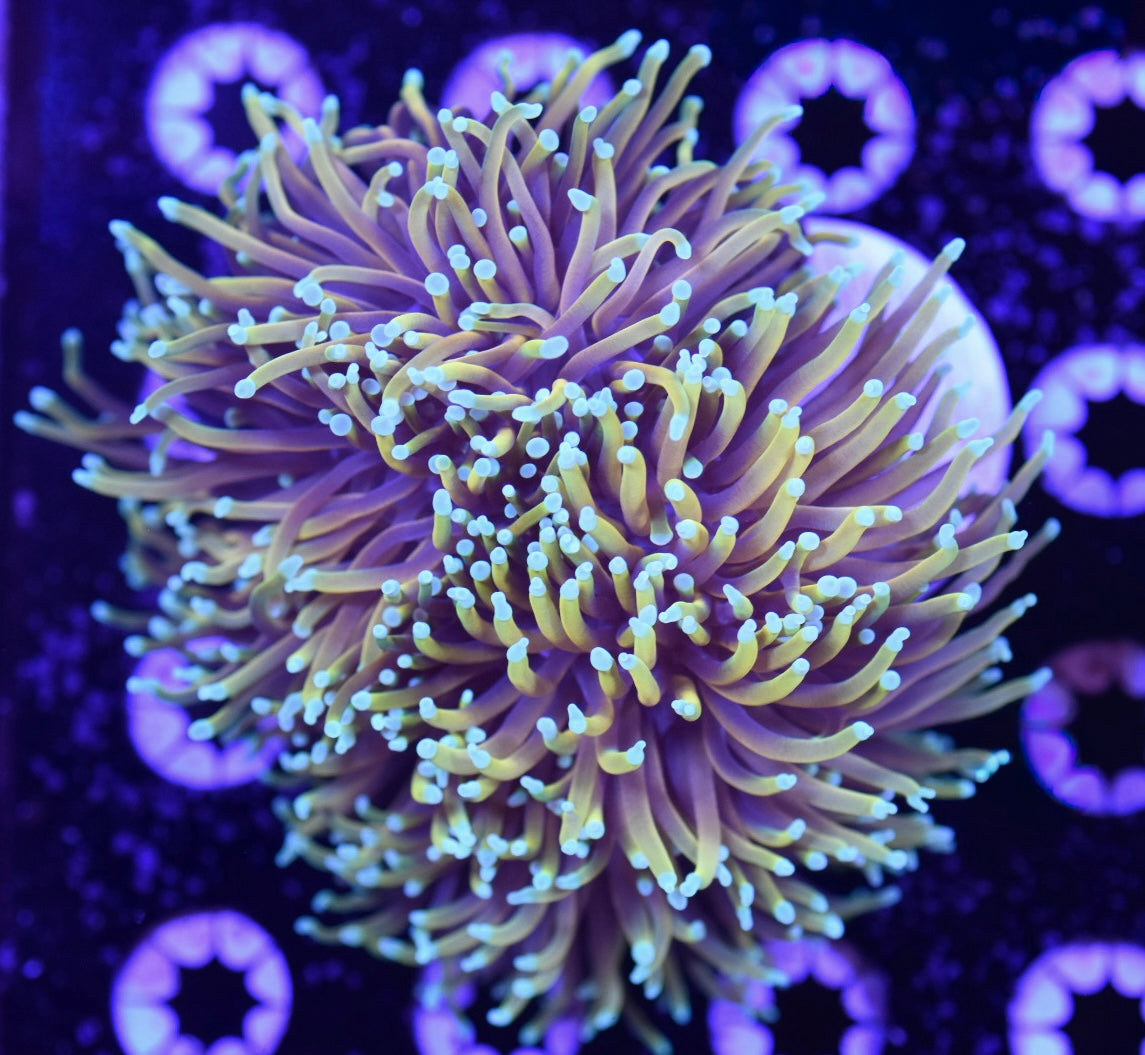 WYSIWYG XXL Dragon Soul Torch Colony 4.5" (WOW!)