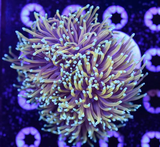 WYSIWYG XXL Dragon Soul Torch Colony 4.5" (WOW!)