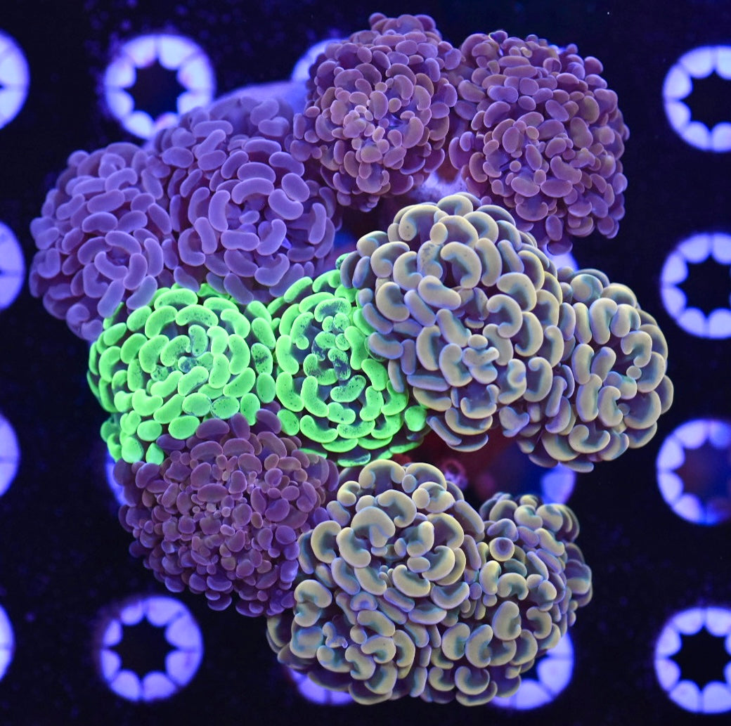 WYSIWYG XXL Mixed Hammer Colony 5" (WOW!)