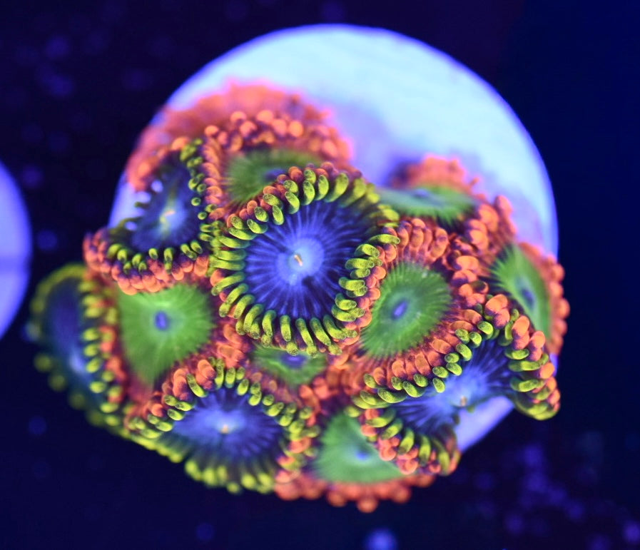 WYSIWYG Zoanthid Combo Frag