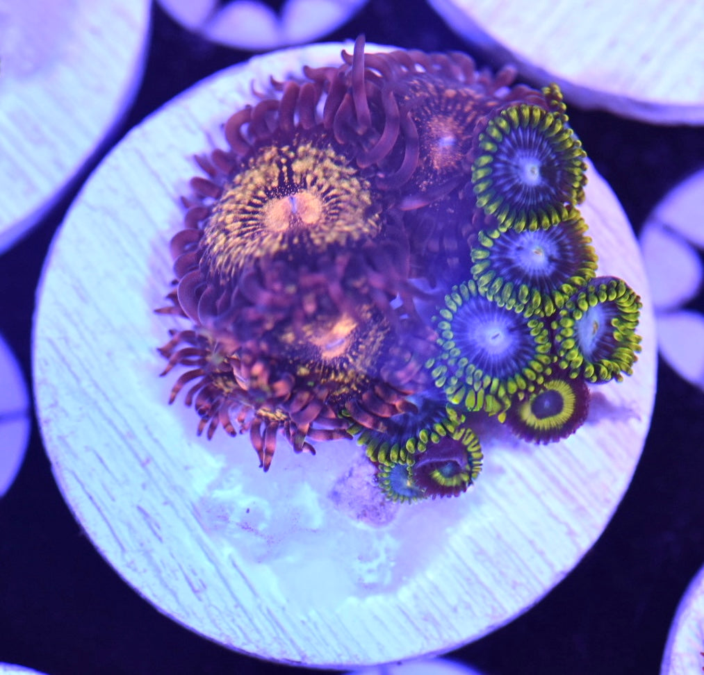 WYSIWYG Zoanthid Combo Frag