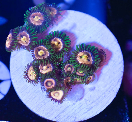 WYSIWYG Golden Goddess Zoanthids
