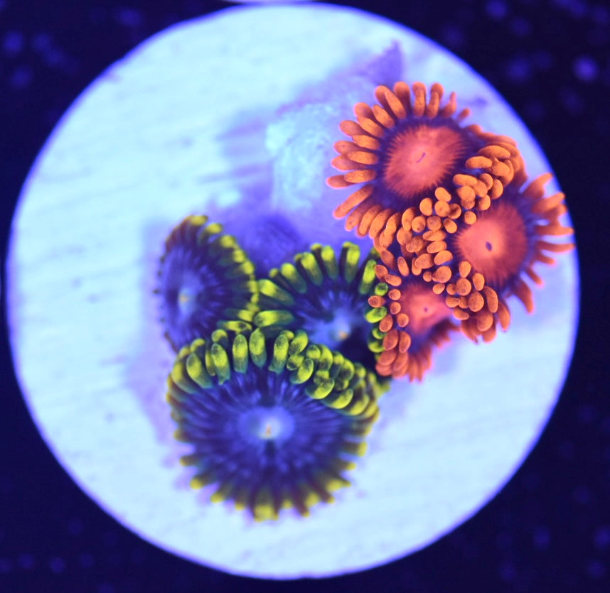 WYSIWYG Zoanthid Combo Frag