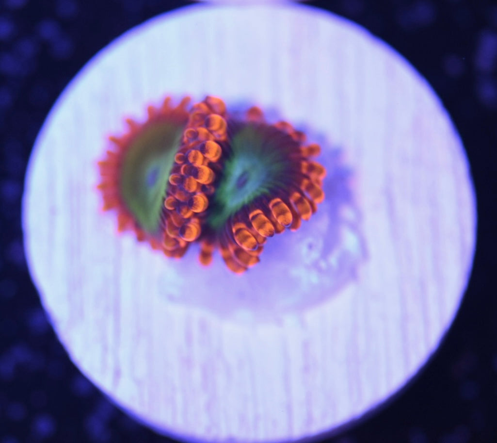 WYSIWYG Electric Oompa Loompa Zoanthids
