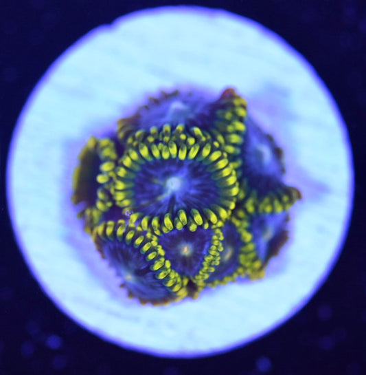 WYSIWYG Smurfette Zoanthids